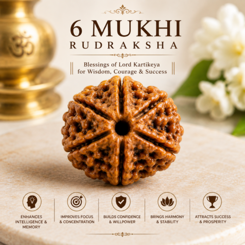 6 Mukhi Rudraksha – Benefits, Mantra, Venus & Lord Kartikeya
